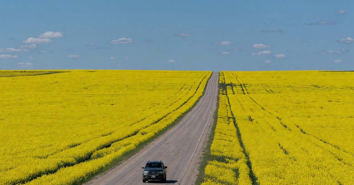 An SUV driving along a long straight highway through canola fields, illustrating SGI basic auto coverage versus package upgrades.