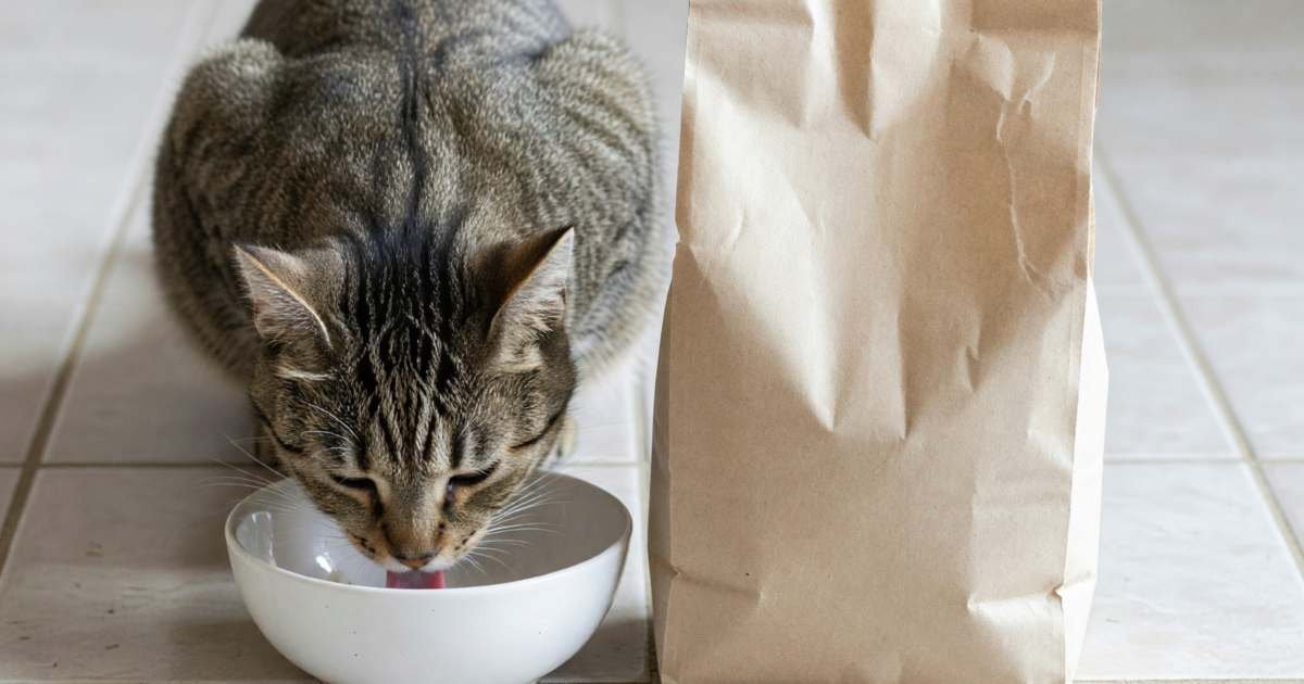 A cat eating from a bowl next to a plain bag of store-brand cat food on a kitchen floor, illustrating store-brand pet food cost per day in Canada.