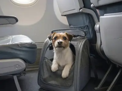 A small dog peeking out of an airline-approved soft carrier under an airplane seat.