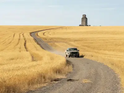 A pickup truck on a gravel road between golden wheat fields.